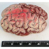 модель мозга